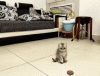 01_001.gif