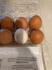 eggs.jpg