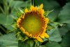 Sunflower 3.jpg