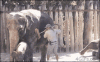 05.gif