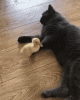 05.gif