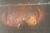 chicken_2.png