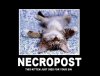 kitten.jpg