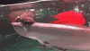 09.gif