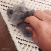 cute_003.gif