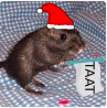 cheering gerbil.png
