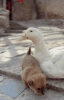 cute_03.gif