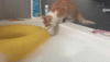 05_001.gif