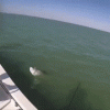 05_001.gif