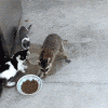 raccoon1.gif