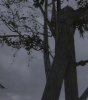 tombraider_ssaa.png
