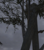 screenshot68gflea.png