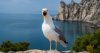 seagull-header.jpg