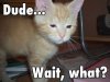 high-cat.jpg