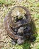 170px-River_terrapin.jpg