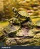 stock-photo-pile-of-turtles-1071766580.jpg
