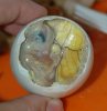800px-Inside_a_Balut_-_Embryo_and_Yolk.jpg