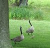 geese.jpg