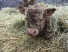 baby_coo.jpg