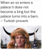oxen.PNG