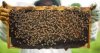 Beekeeping.jpg