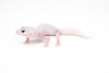 Screenshot 2023-03-28 at 08-35-02 white Gecko - Google Search.png