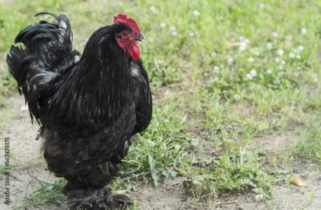 bbc_rooster.jpg