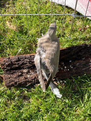 Bird 8.jpeg