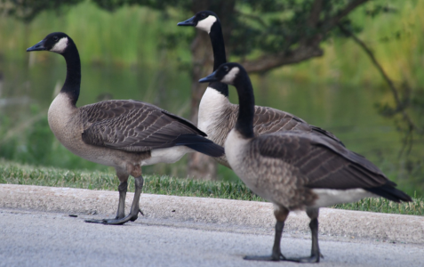 Screenshot 2023-06-29 at 10-54-31 Facebook.png