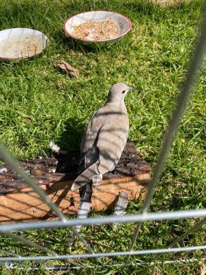 Bird 10.jpeg