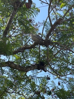 Bird 11.jpeg