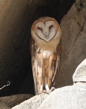 barn_owl_2023_07_12a.jpg