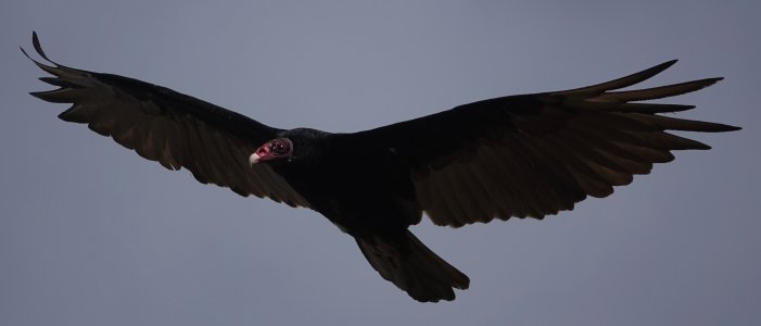 turkey_vulture_2023_07_16a.jpg