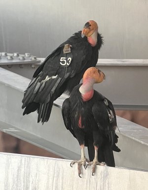 condors_53_54_2023_08_07.jpg