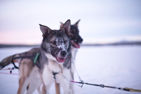 doggo-OOF2-AI.jpeg