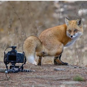 fox taking a crap.jpg