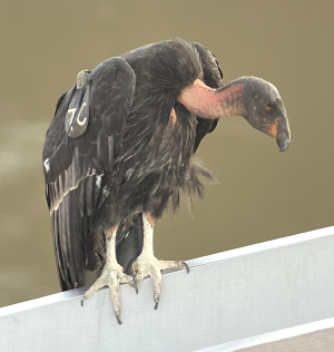 1692395300148.png 1692395300148.png