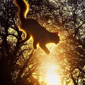cat.jpg