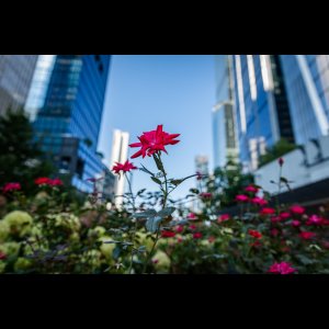 DSC_9911-5.jpg DSC_9911-5.jpg