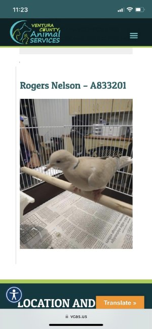 Dove.jpeg