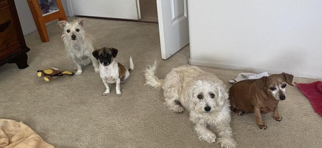 The Dogs.jpeg The Dogs.jpeg