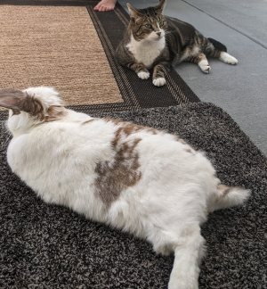 1695624932224.png 1695624932224.png