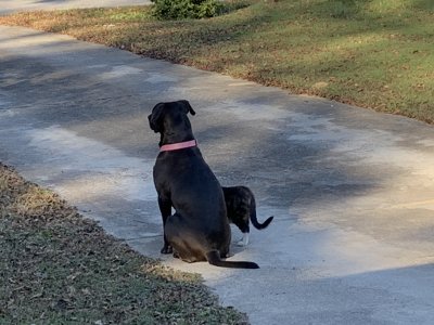 IMG_0234.jpeg IMG_0234.jpeg