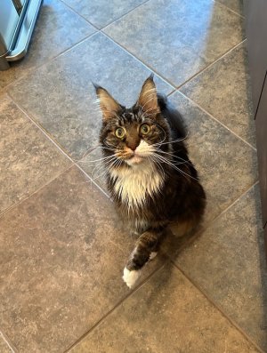 magnus.jpeg magnus.jpeg