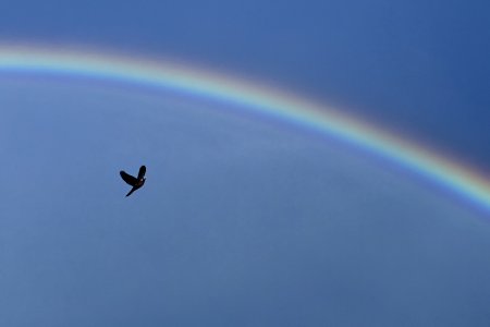 Dove in Rainbow.jpg