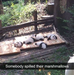 panda sleeping.jpg