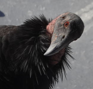 1697468828991.png 1697468828991.png