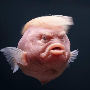 trump.jpg