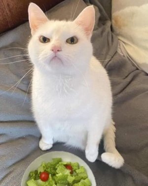 Not_VEGAN.jpg Not_VEGAN.jpg