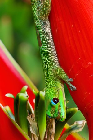 green-lizard---WEB-1.jpg